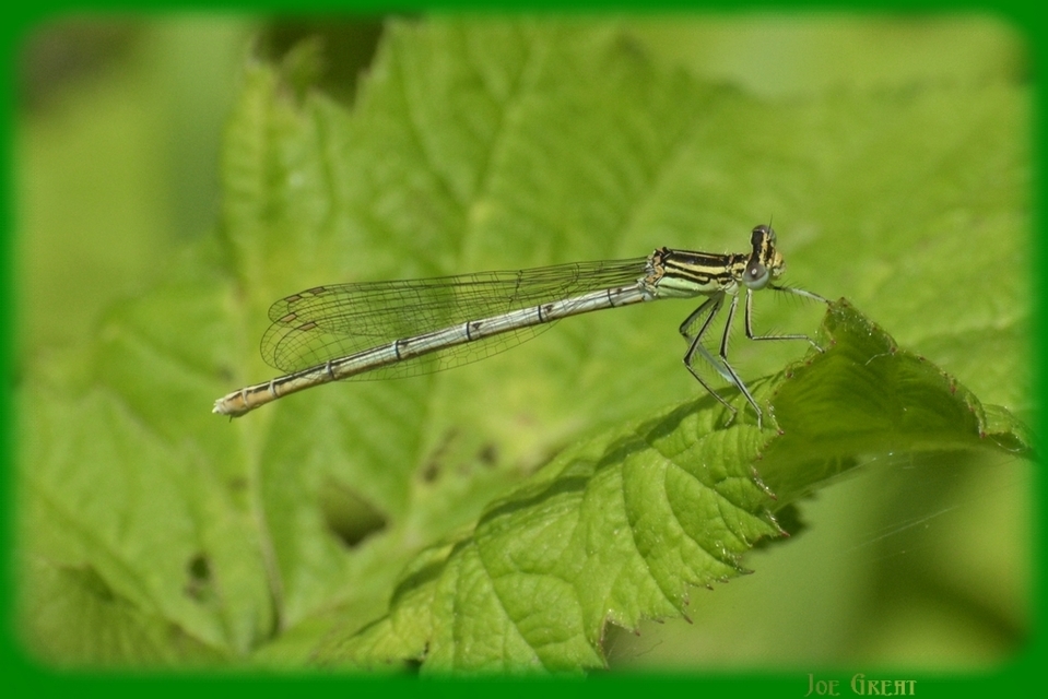 Platycnemis pennipes - széleslábú szitakötő