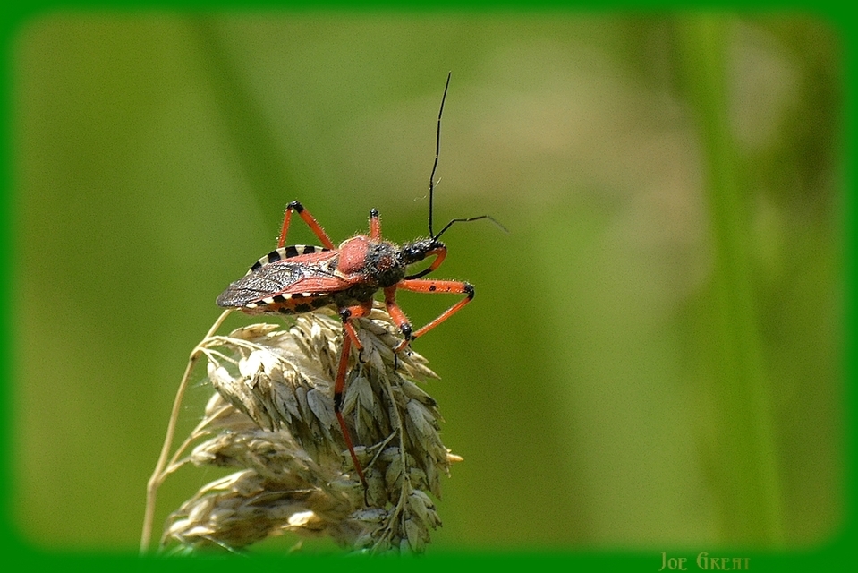 Rhynocoris iracundus - közönséges gyilkospoloska