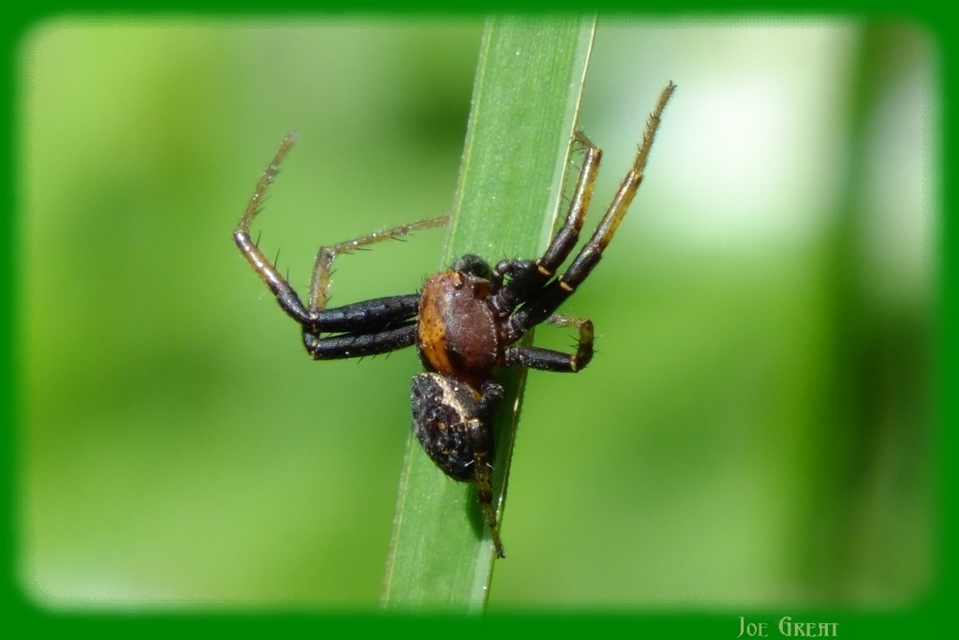 Xysticus