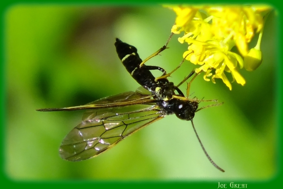 Cephidae - szalmadarazsak