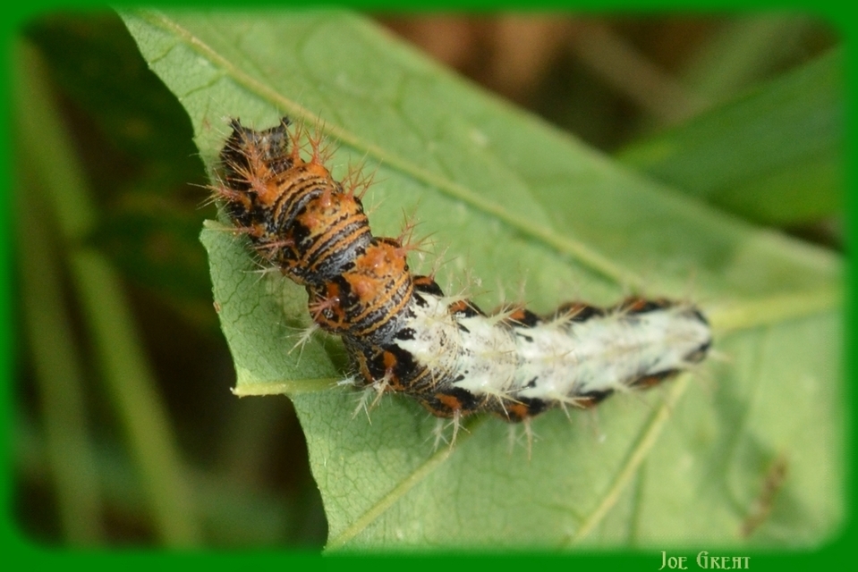 Nymphalis c-album - C-betűs lepke