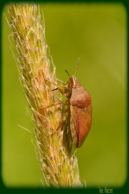 Eurygaster