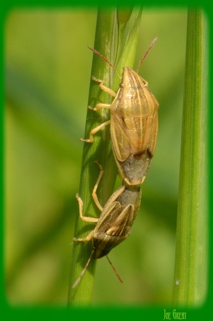 Aelia acuminata - közönséges szipolypoloska Aelia acuminata - közönséges szipolypoloska