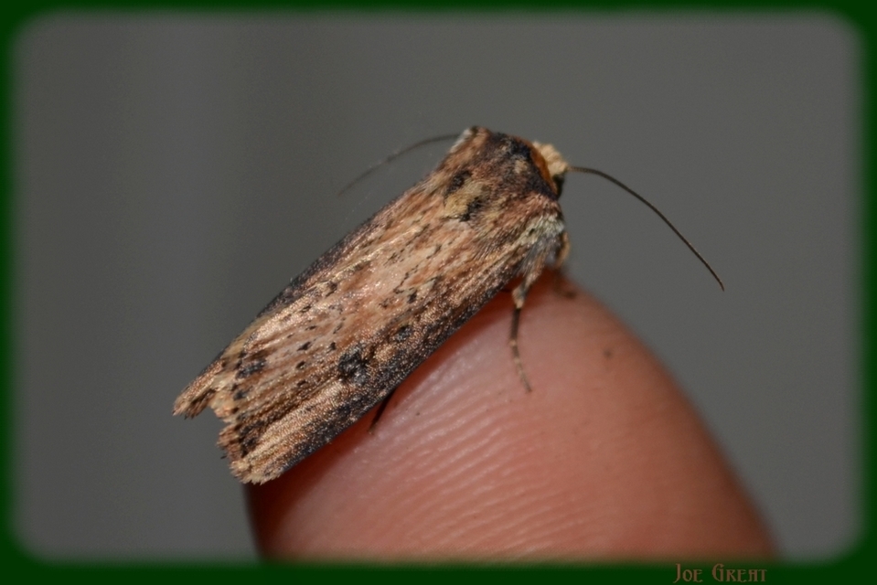 Axylia putris - vonalkás földibagoly