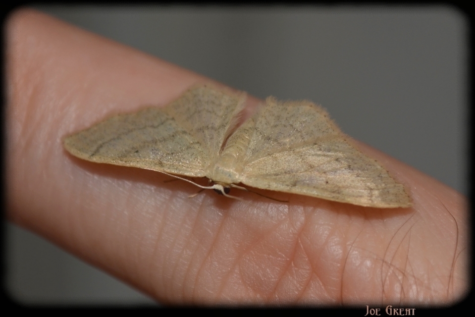 Idaea deversaria - egyszínű sávosaraszoló
