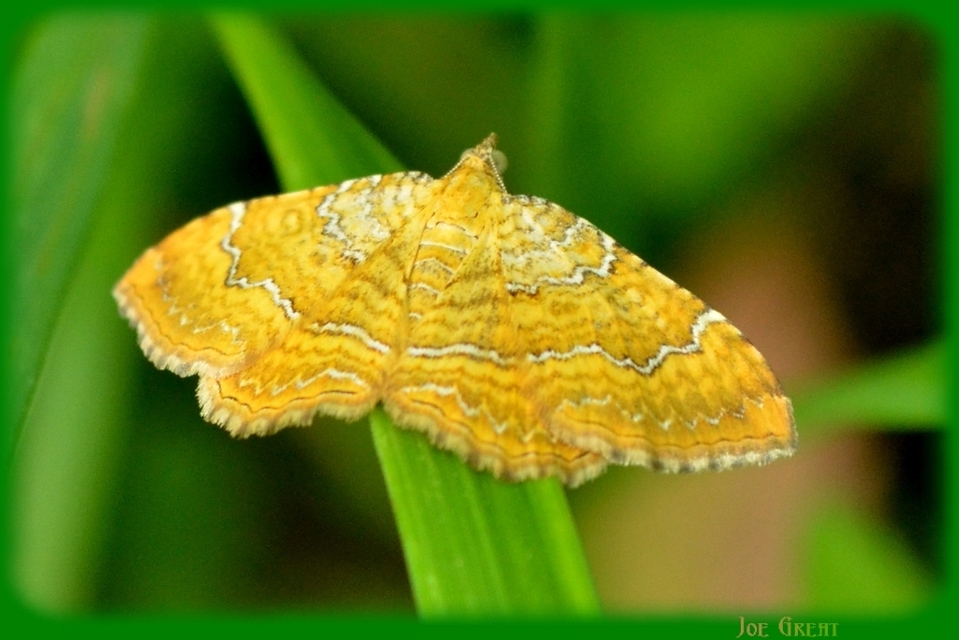 Camptogramma bilineata - kétvonalas sávosaraszoló