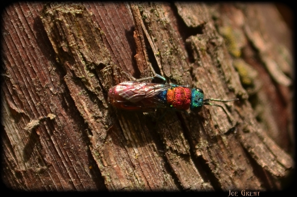 Chrysura