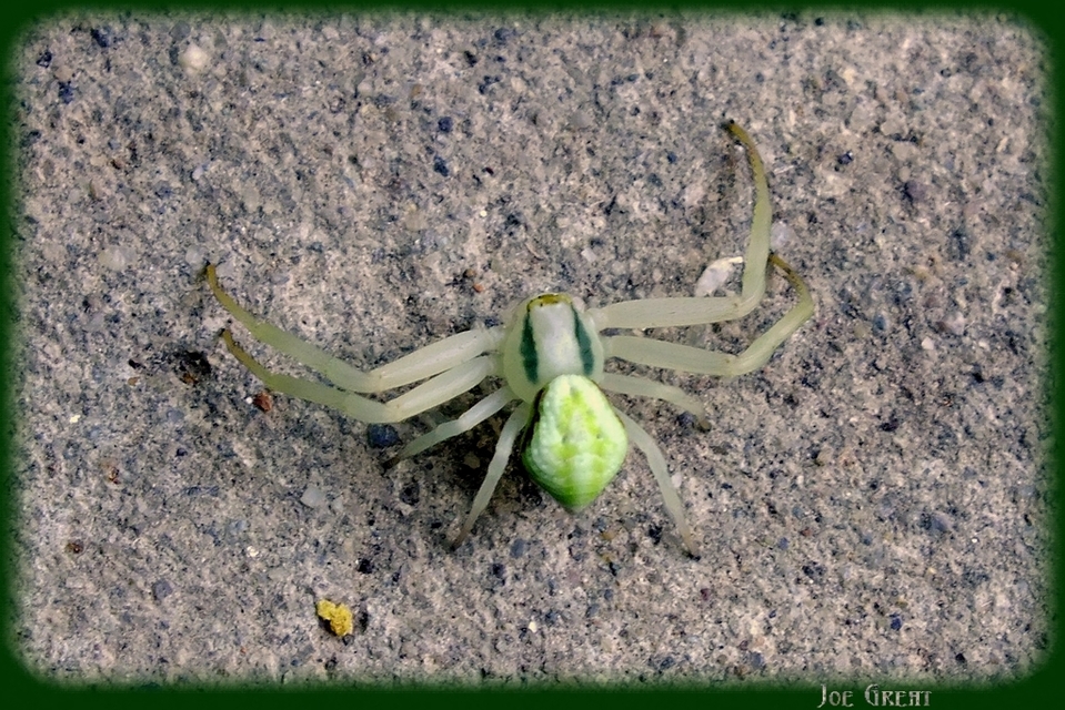 Misumena vatia - viráglakó karolópók