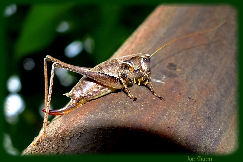 Pholidoptera griseoaptera - szürke avarszöcske