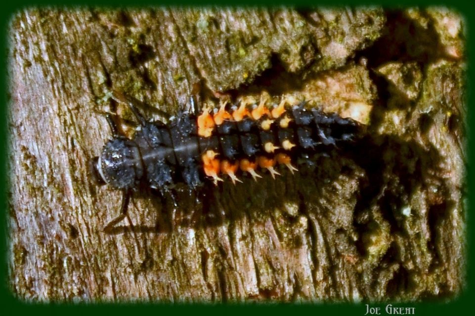 Harmonia axyridis - harlekinkatica
