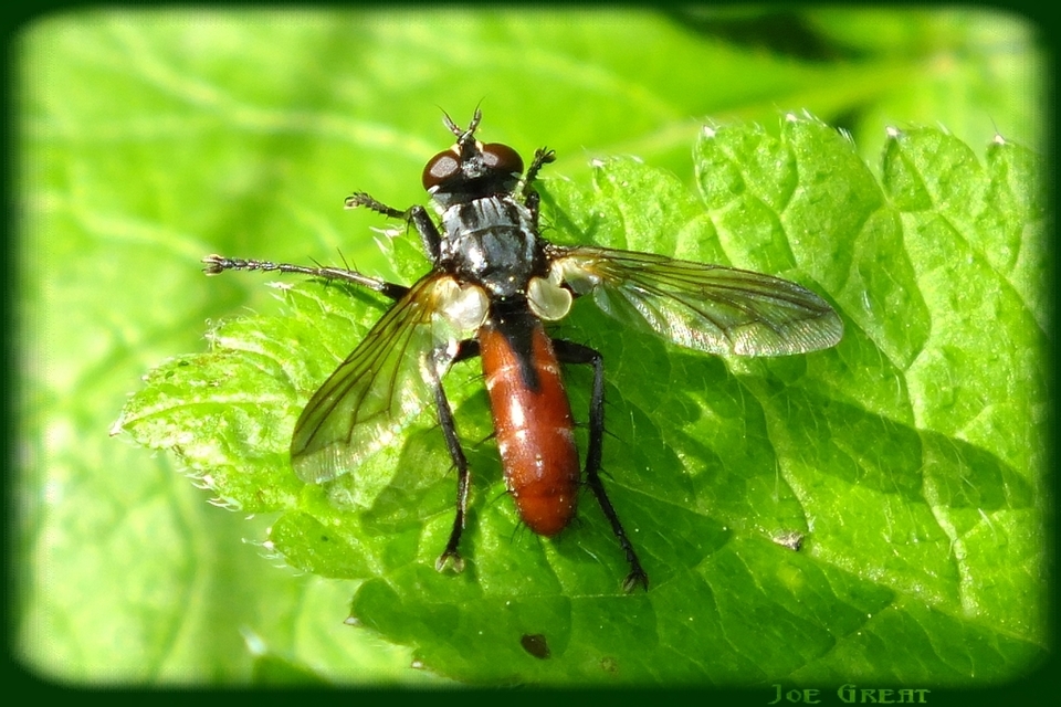 Cylindromyia bicolor