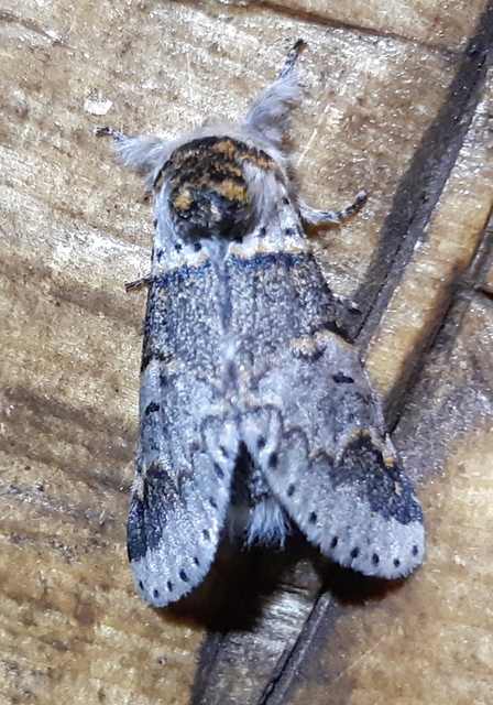 Furcula furcula - szürke púposszövő