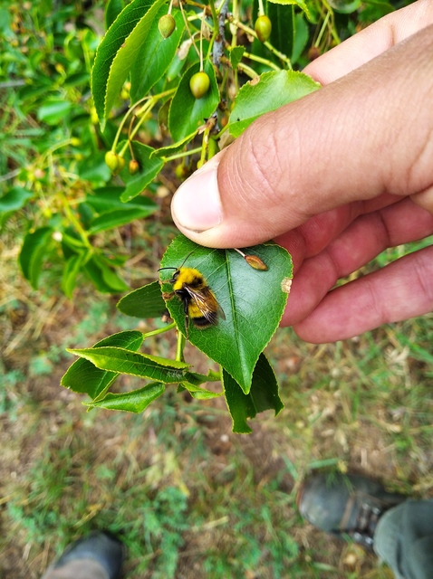 Bombus haematurus - mediterrán poszméh