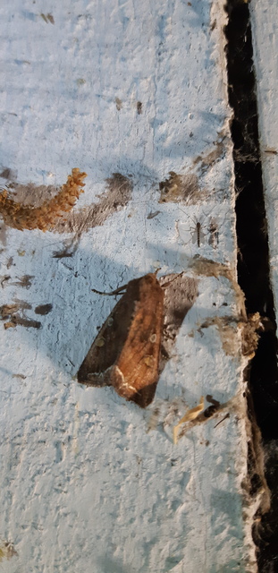 Lacanobia oleracea - saláta-kertibagoly