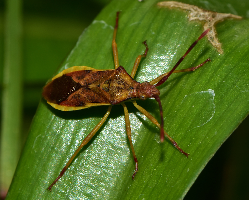 Gonocerus juniperi - boróka-karimáspoloska