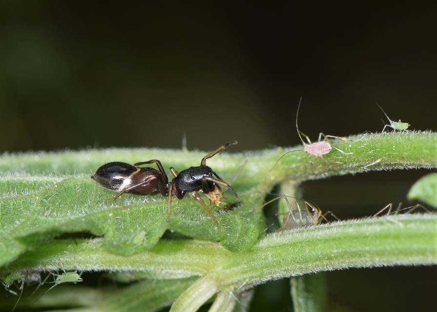 Leptorchestes berolinensis - fekete hangyautánzópók