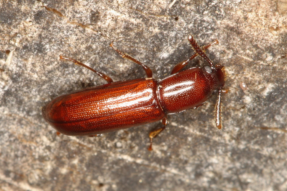 Corticeus unicolor - egyszínű kéregbújó