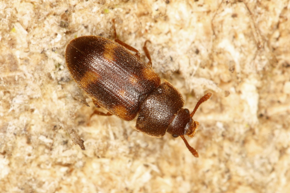 Mycetophagus quadriguttatus - domború gombabogár