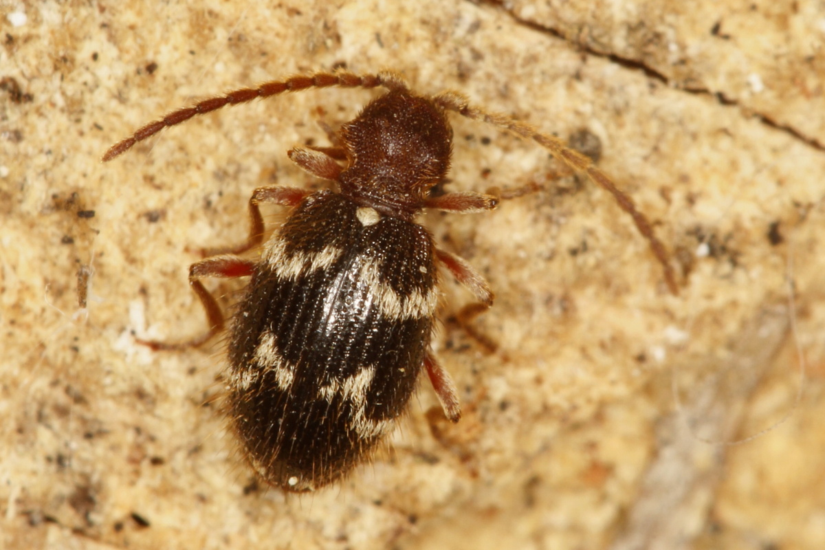 Ptinus rufipes - vöröslábú tolvajbogár