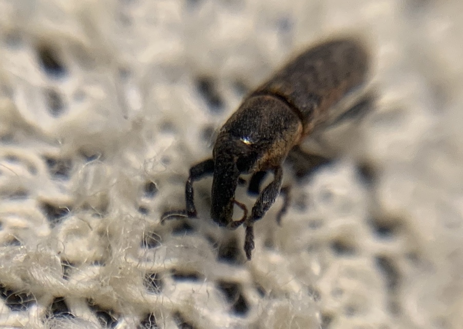 Lixus brevipes - vaskosorrú dudvabarkó