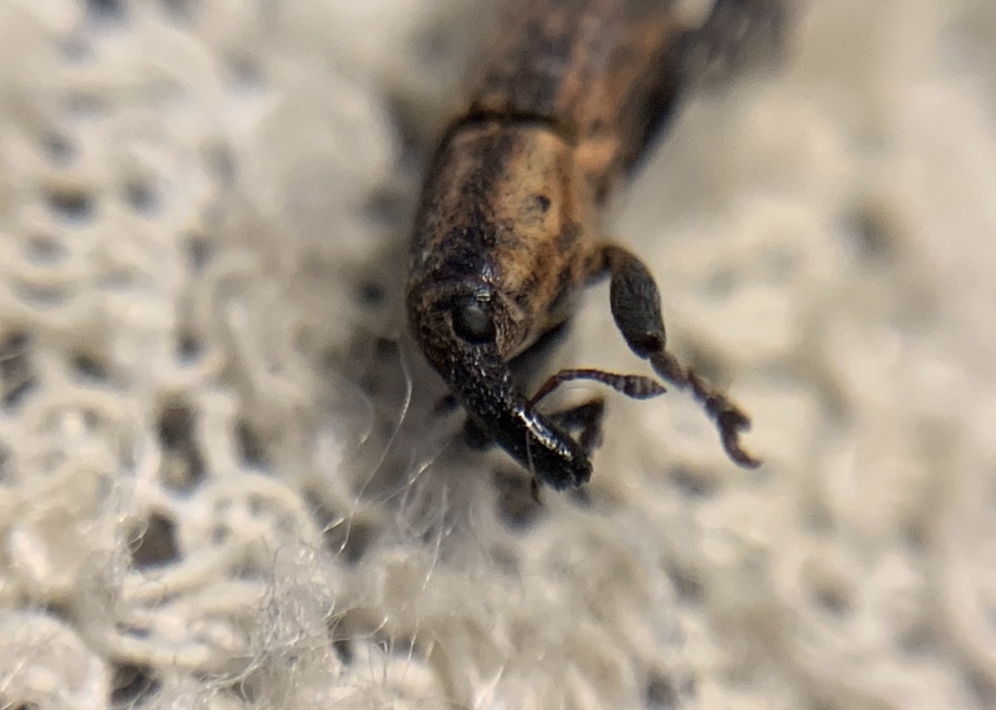 Lixus brevipes - vaskosorrú dudvabarkó