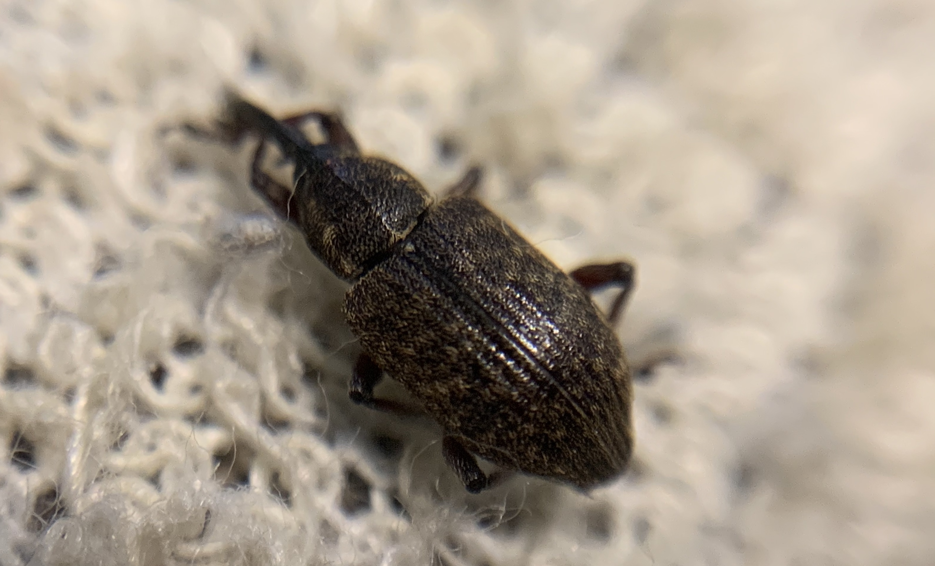 Notaris acridulus - közönséges sásormányos