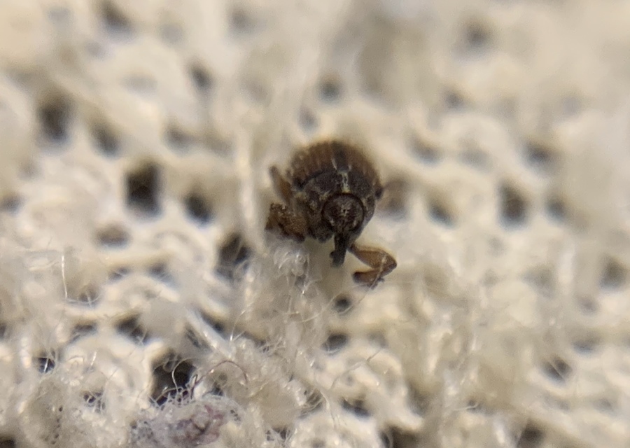 Trichosirocalus troglodytes - kis útifűormányos