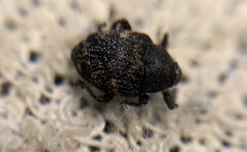 Mogulones abbreviatulus - nagy nadálytő-tarkaormányos