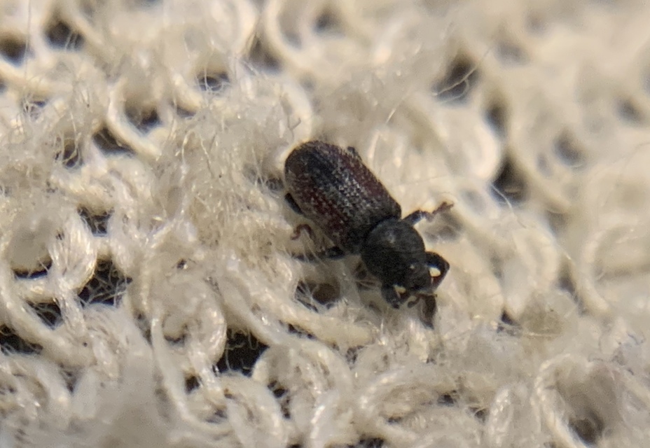 Tychius cuprifer - rezesbarna tímárormányos