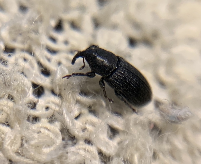 Mecinus pyraster - szélesnyakú útifűormányos
