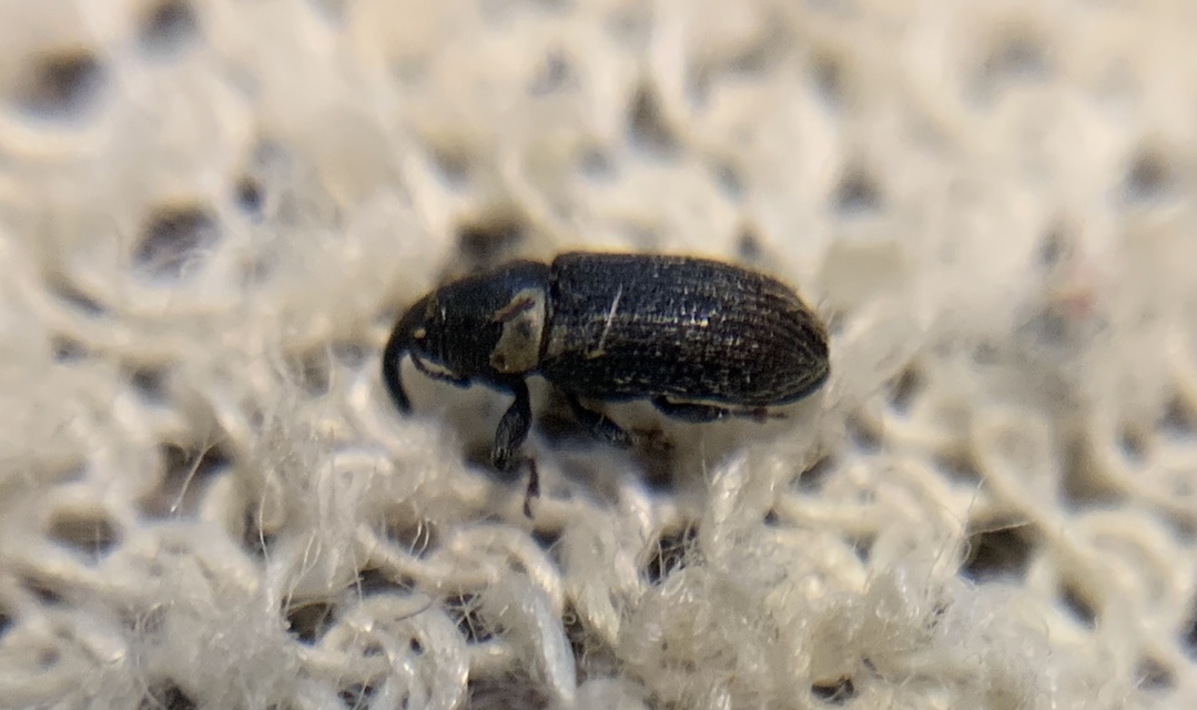 Mecinus pyraster - szélesnyakú útifűormányos