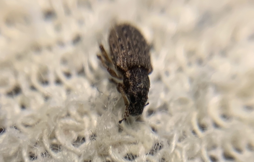 Sitona hispidulus - szőrös csipkézőbogár