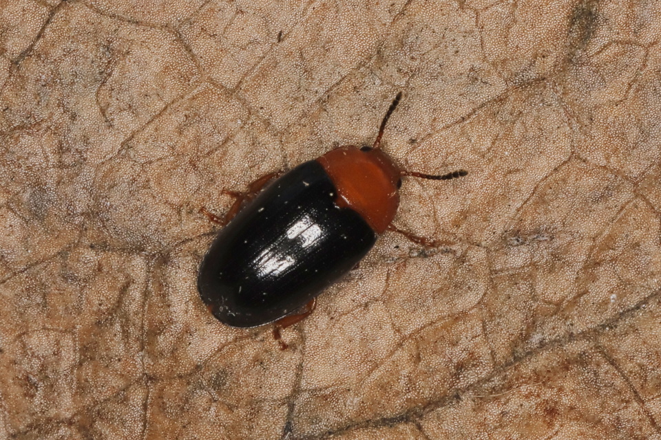 Triplax scutellaris - vörösmellű tarbogár