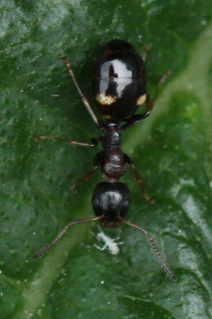 Dolichoderus quadripunctatus - négypettyes erdeihangya