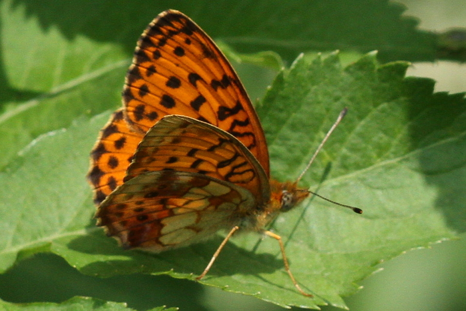 Brenthis daphne - málna-gyöngyházlepke