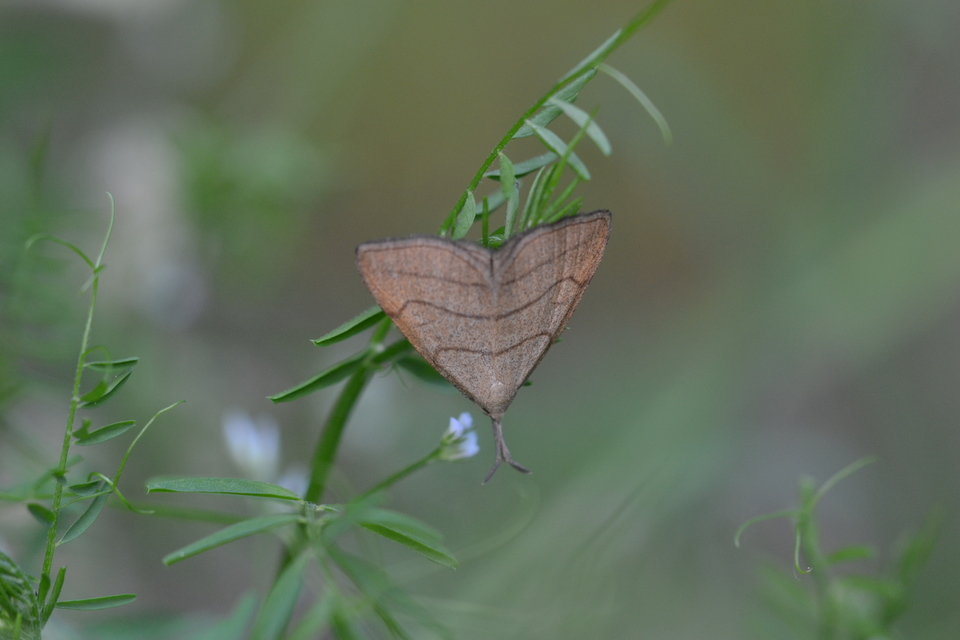 Polypogon tentacularia - sötétaljú karcsúbagoly