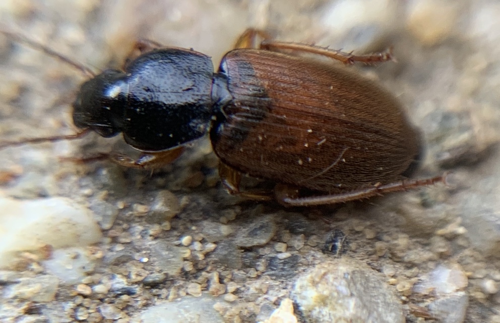 Parophonus mendax - kétszínű molyhosfutó
