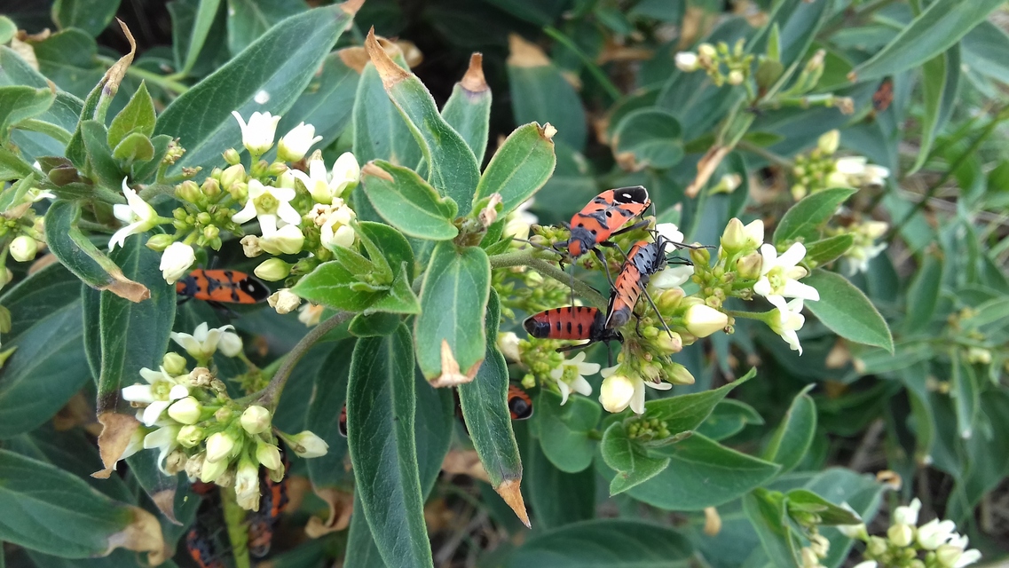Lygaeus equestris/simulans