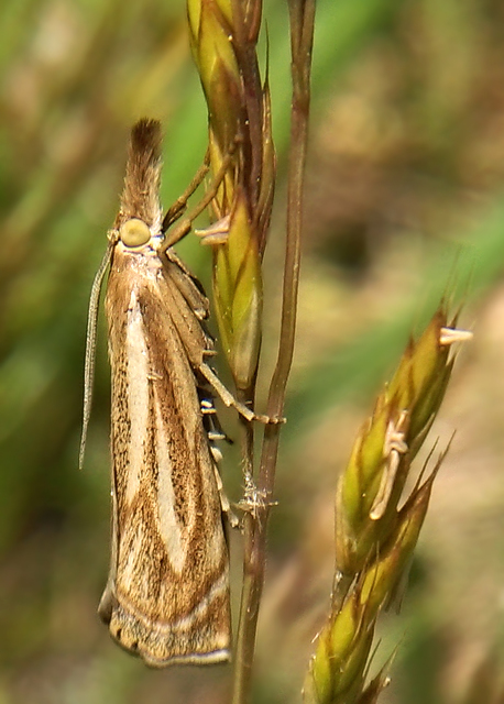 Xanthocrambus lucellus - zegzugos fűgyökérmoly