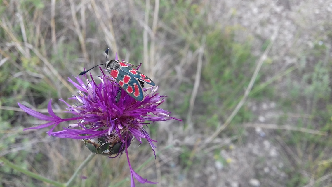 Zygaena carniolica - fehérgyűrűs csüngőlepke