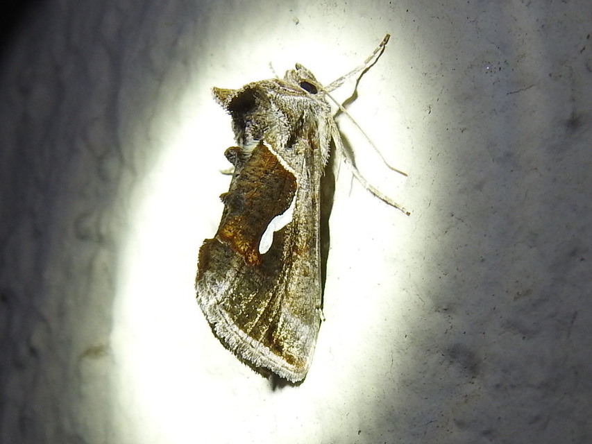 Macdunnoughia confusa - cseppfoltos ezüstbagoly