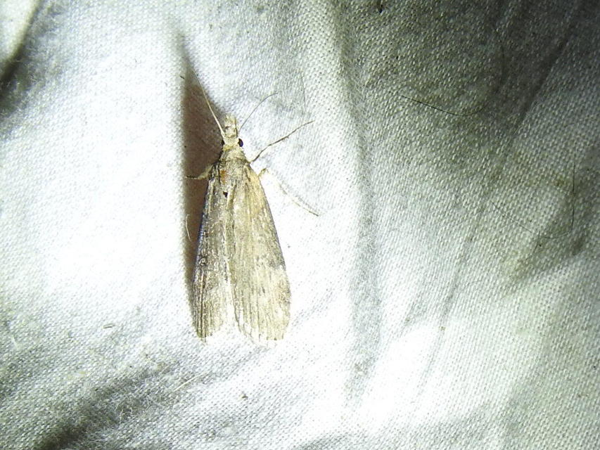 Lamoria anella - törmelékmoly