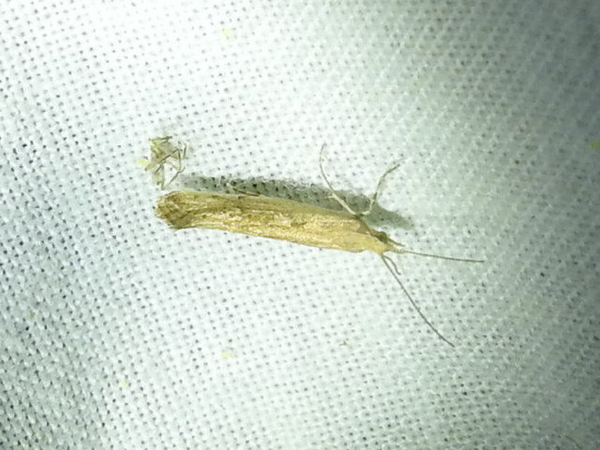 Plutella