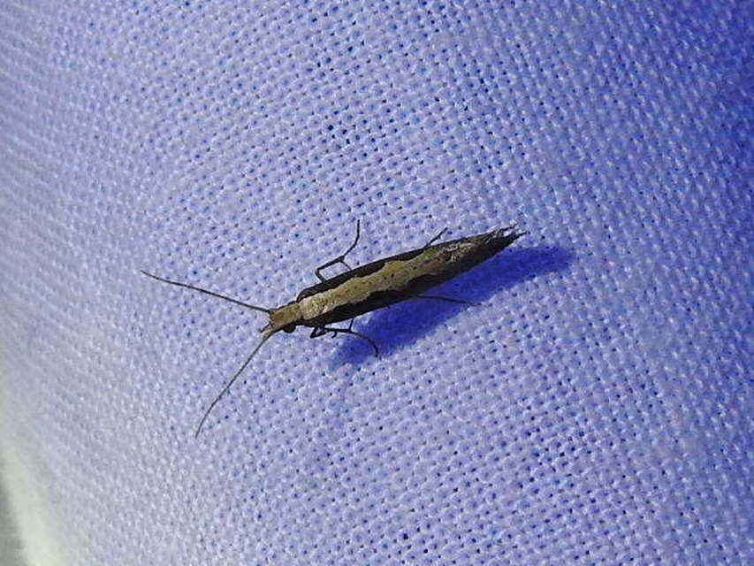Plutella xylostella - káposztamoly
