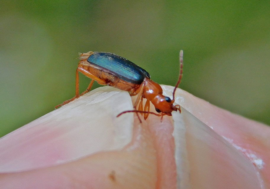 Brachinus