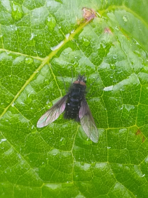 Bombylella atra - ezüstpettyes pöszörlégy