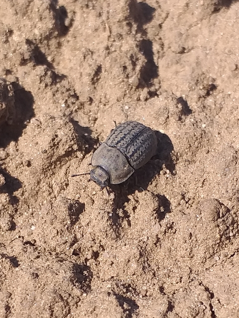 Opatrum sabulosum - sároshátú gyászbogár