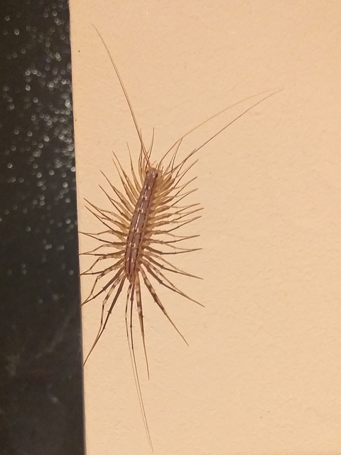 Scutigera coleoptrata - légyölő pókszázlábú