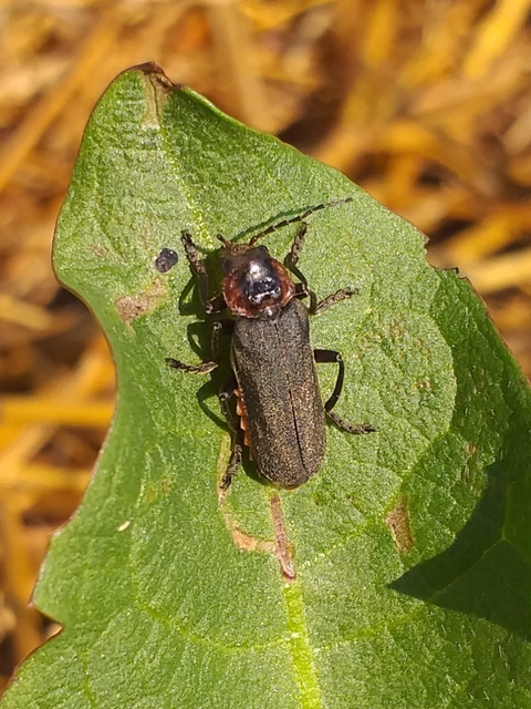 Cantharis fusca - közönséges lágybogár