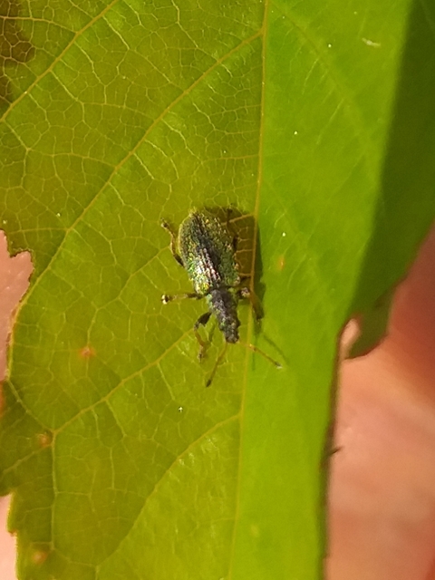 Phyllobius betulinus - változékony levélormányos